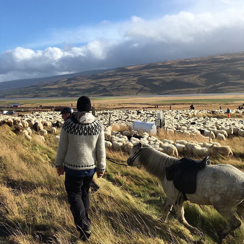 Tricoteuse d'Islande – Hélène Magnússon