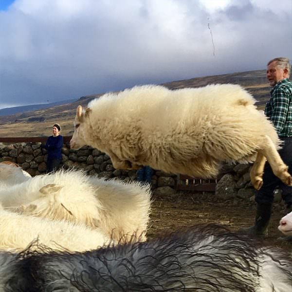 Flying Icelandic sheep during sheep round up