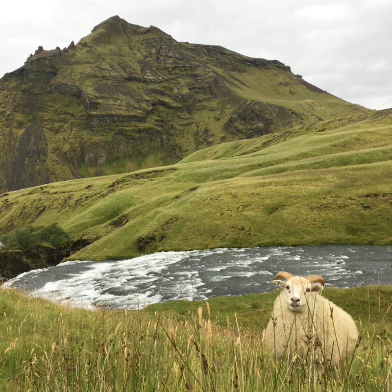 Tricoteuse d'Islande – Hélène Magnússon