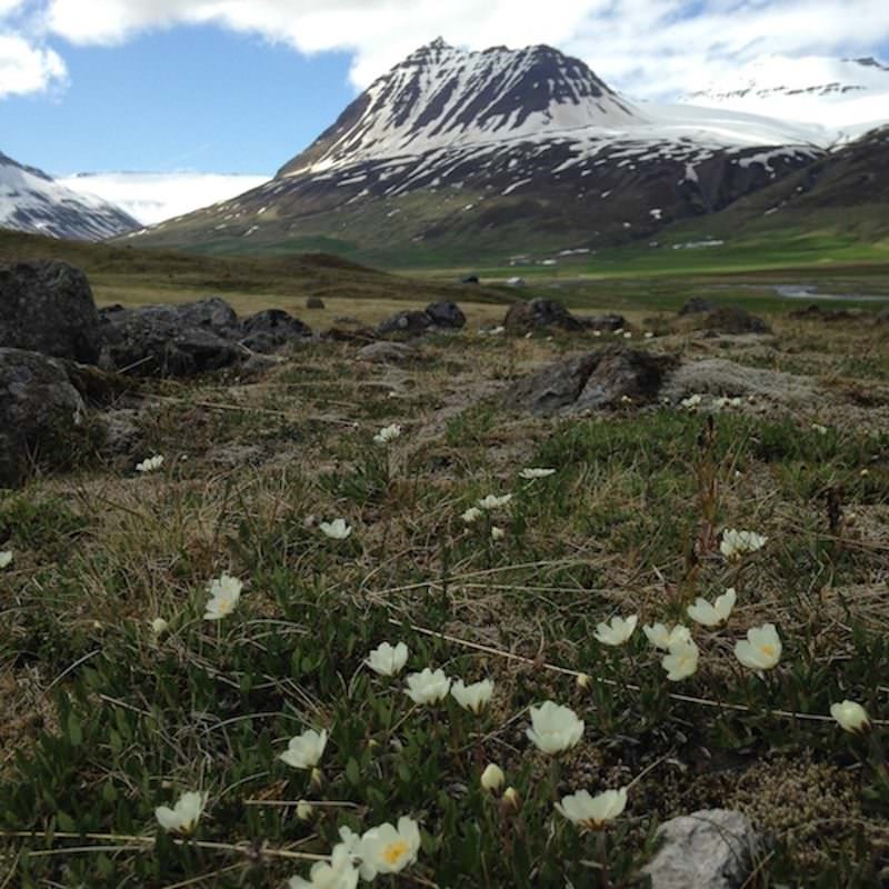 Tricoteuse d'Islande – Hélène Magnússon