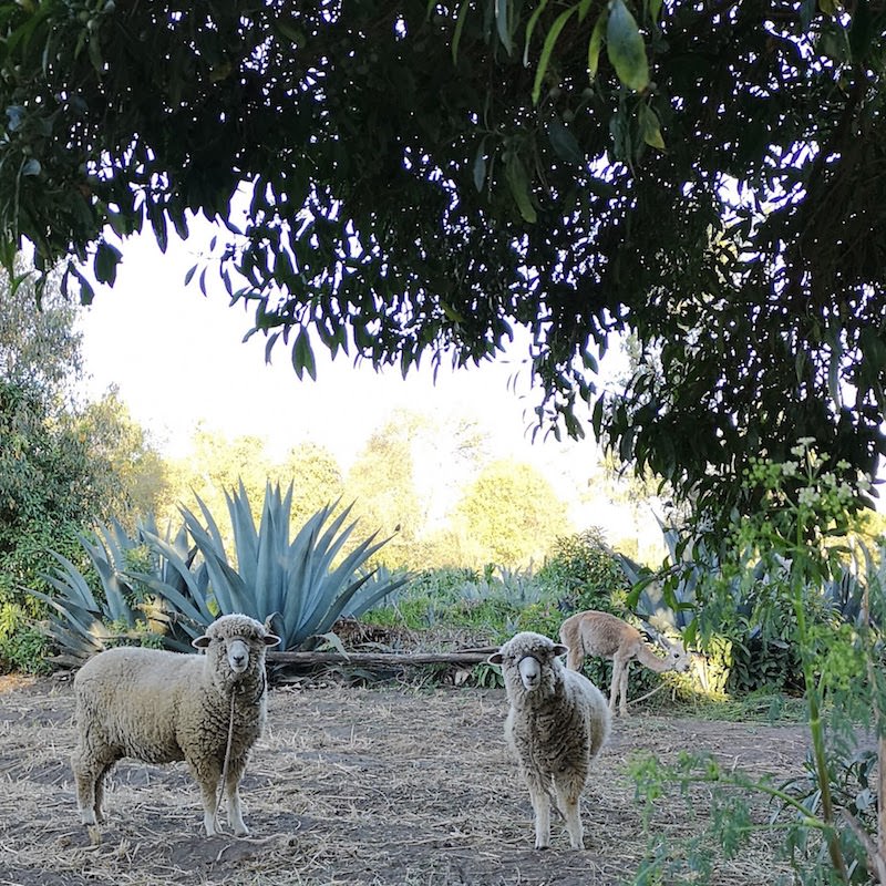 Tricoteuse d'Islande – Hélène Magnússon