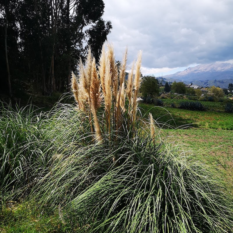 Tricoteuse d'Islande – Hélène Magnússon