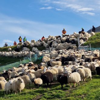 Alternative view of Tricot-trek avec les moutons volants, 10-16 septembre 2026